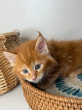 Load image into Gallery viewer, Red Maine Coon female / Located in Ottawa area