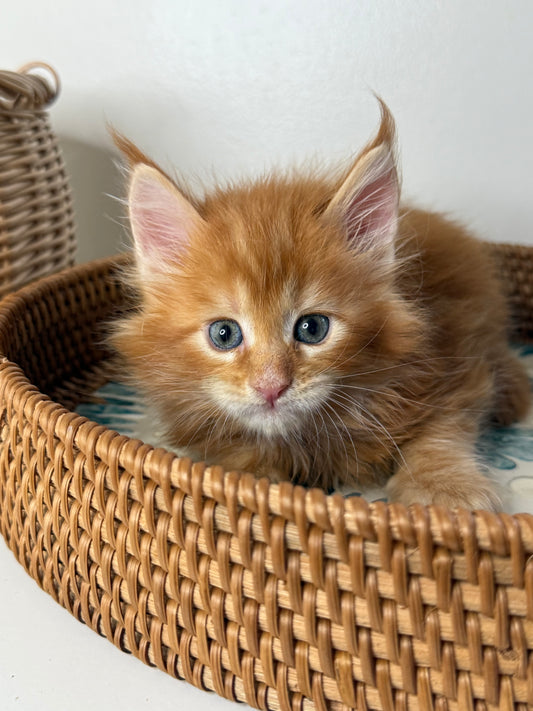 Red Maine Coon female / Located in Ottawa area