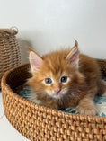 Load image into Gallery viewer, Red Maine Coon female / Located in Ottawa area