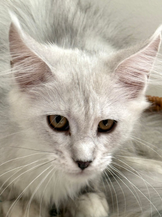 Black Silver Shaded Maine Coon female 2 / Located in Ottawa area