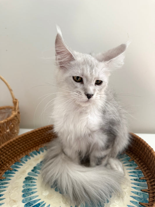 Black Silver Shaded Maine Coon female 2 / Located in Ottawa area