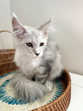 Load image into Gallery viewer, Black Silver Shaded Maine Coon female 2 / Located in Ottawa area