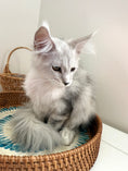 Load image into Gallery viewer, Black Silver Shaded Maine Coon female 2 / Located in Ottawa area