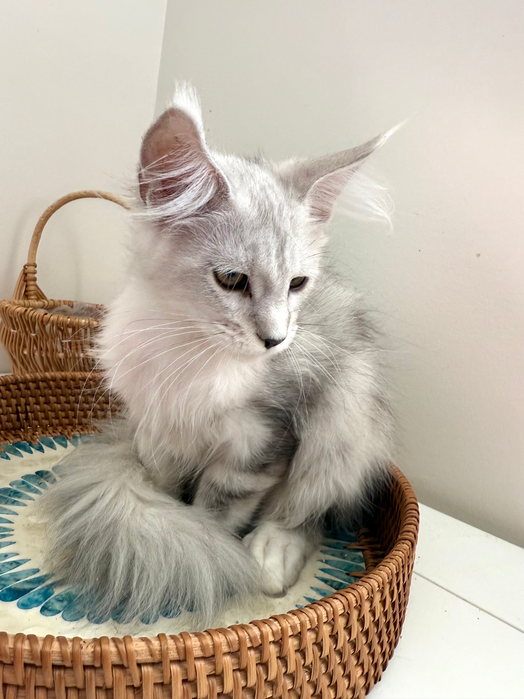 Black Silver Shaded Maine Coon female 2 / Located in Ottawa area