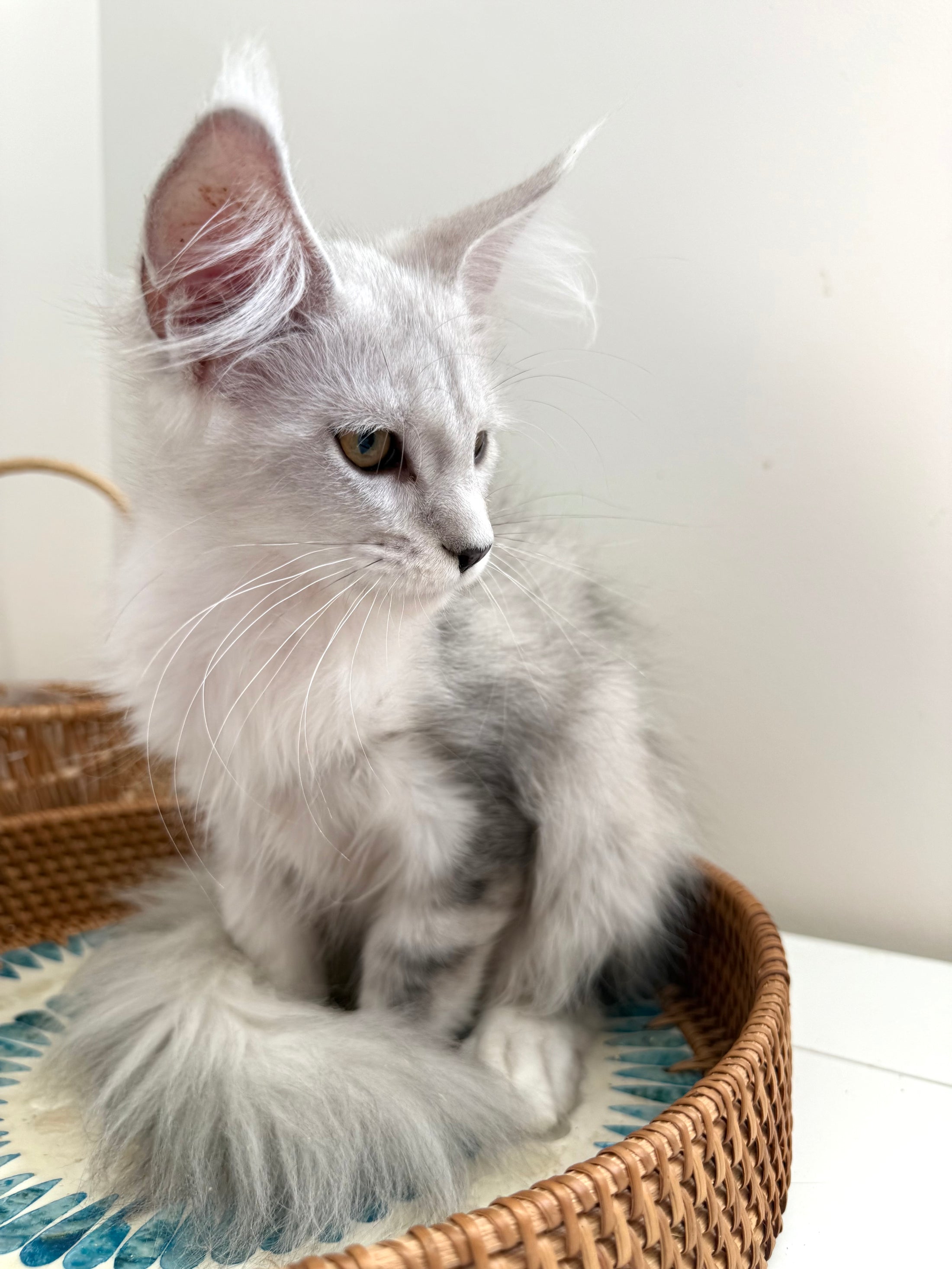 Black Silver Shaded Maine Coon female 2 / Located in Ottawa area