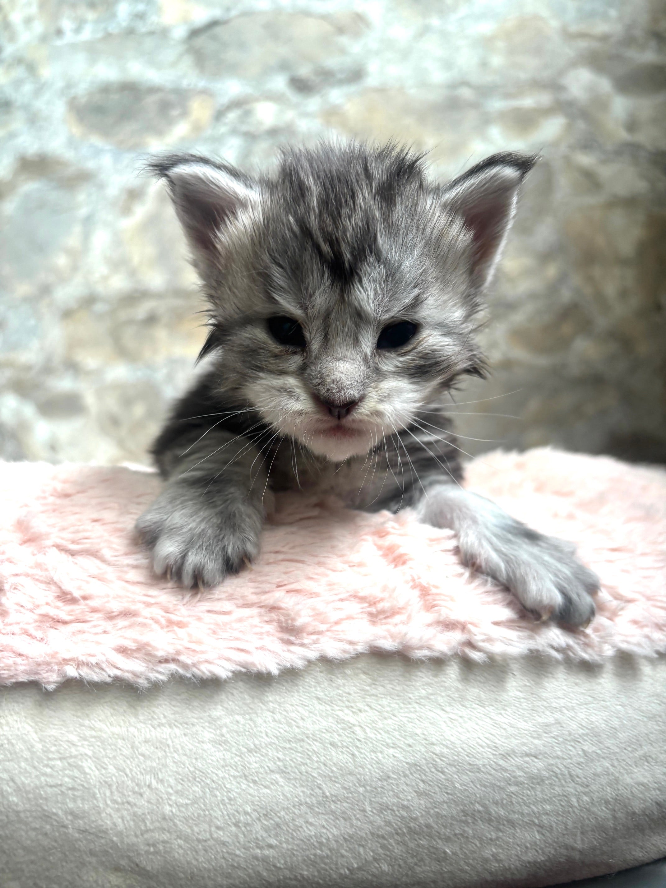 Black Silver Maine Coon female - located in Ottawa area - Barrhaven