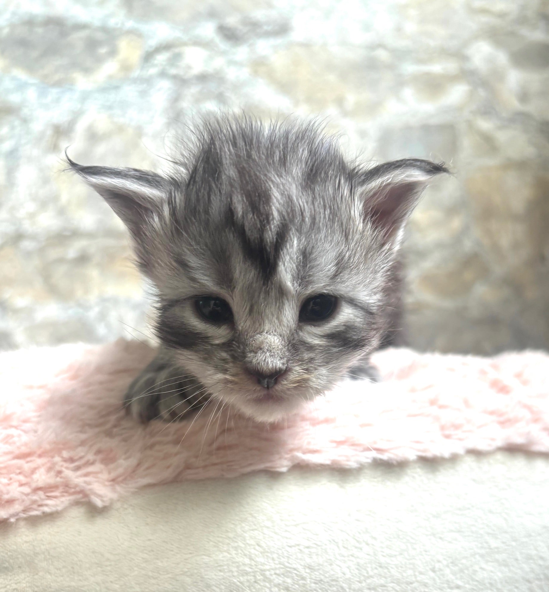 Black Silver Maine Coon female - located in Ottawa area - Barrhaven