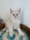 Load image into Gallery viewer, Red Shaded Maine Coon Polydactyl male - located in Ottawa area