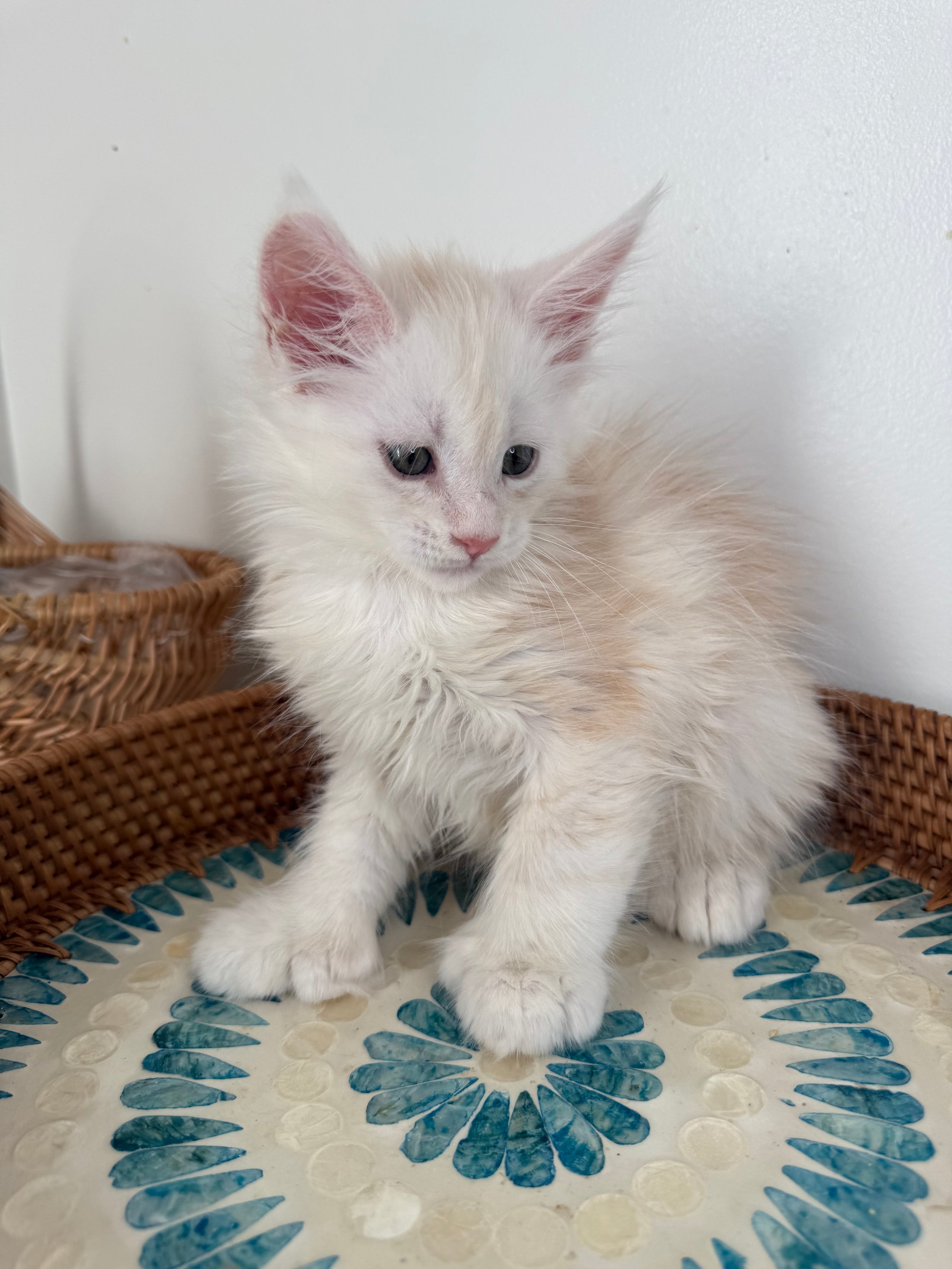 Red Shaded Maine Coon Polydactyl male - located in Ottawa area
