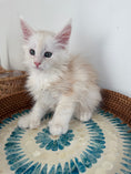 Load image into Gallery viewer, Red Shaded Maine Coon Polydactyl male - located in Ottawa area