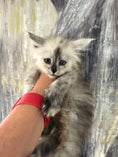 Load image into Gallery viewer, Black Silver Shaded Maine Coon female 2 / Located in Ottawa area