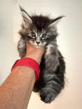 Load image into Gallery viewer, Black Silver Maine Coon male / Located in Ottawa area