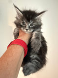 Load image into Gallery viewer, Black Silver Maine Coon male / Located in Ottawa area