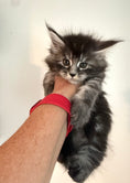 Load image into Gallery viewer, Black Silver Maine Coon male / Located in Ottawa area