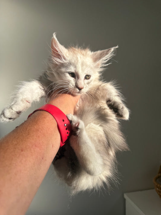Black Silver Shaded Maine Coon female 3 / Located in Ottawa area