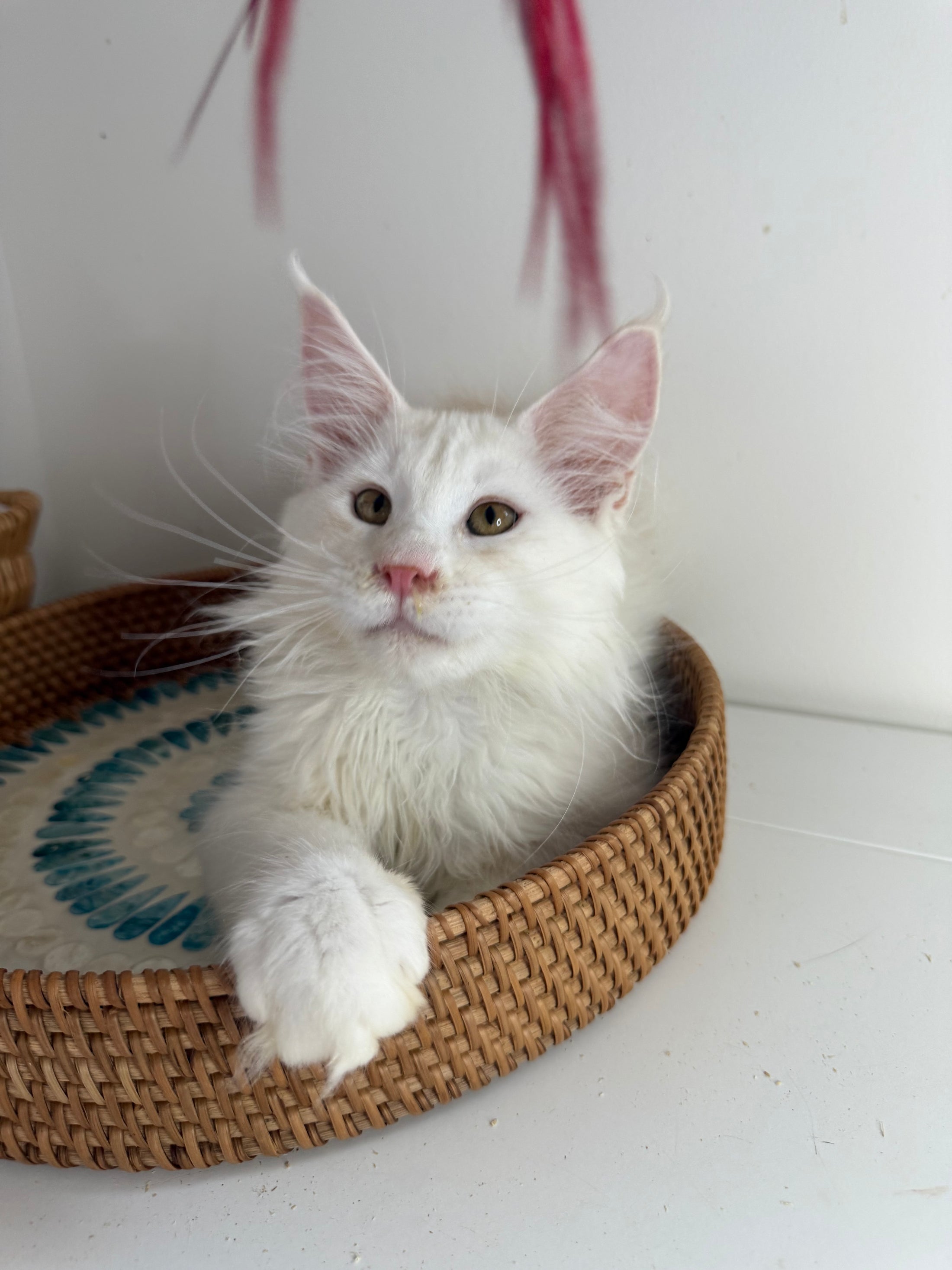 Red Shaded Maine Coon male / Located in Ottawa area