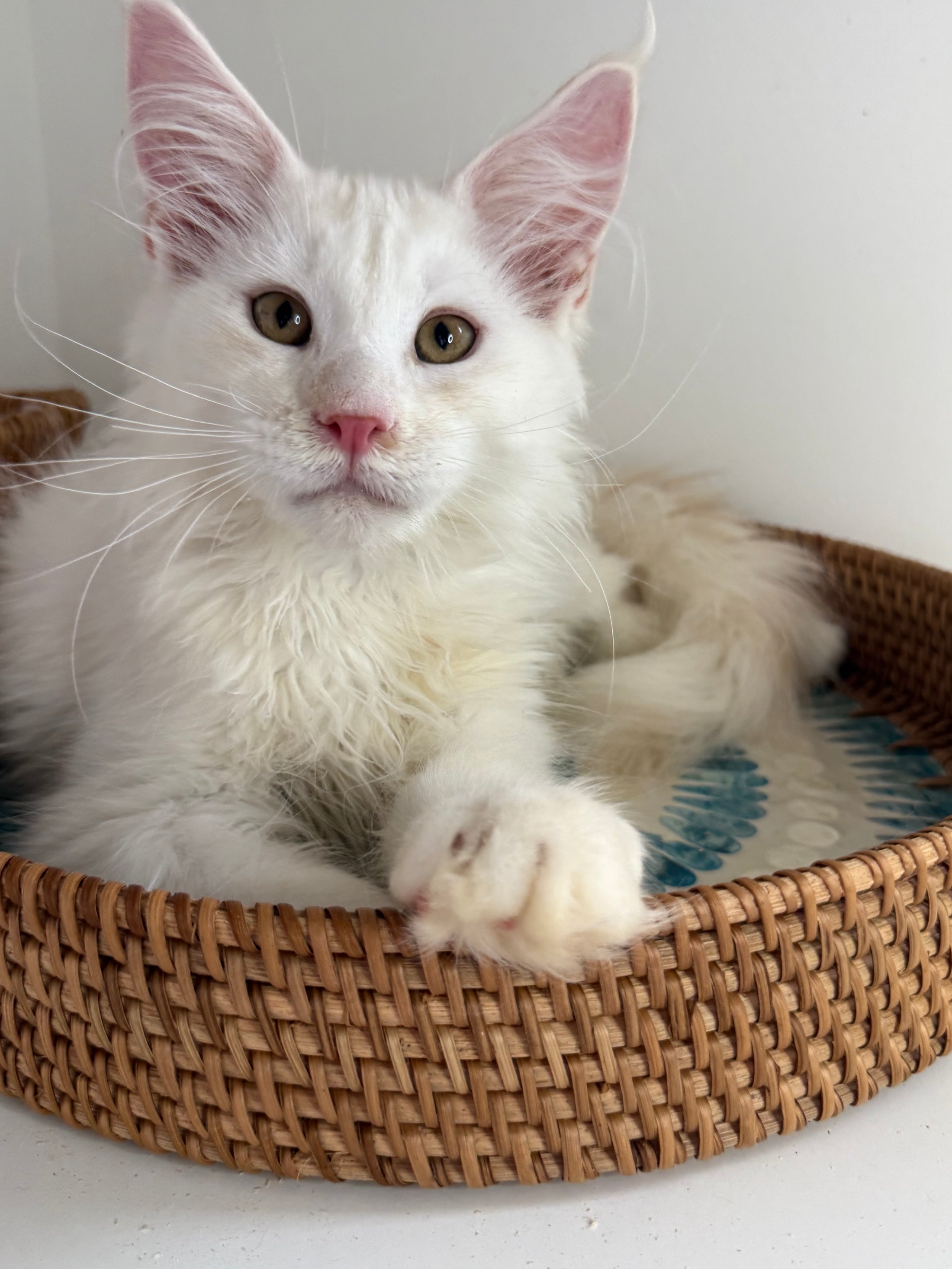 Red Shaded Maine Coon male / Located in Ottawa area