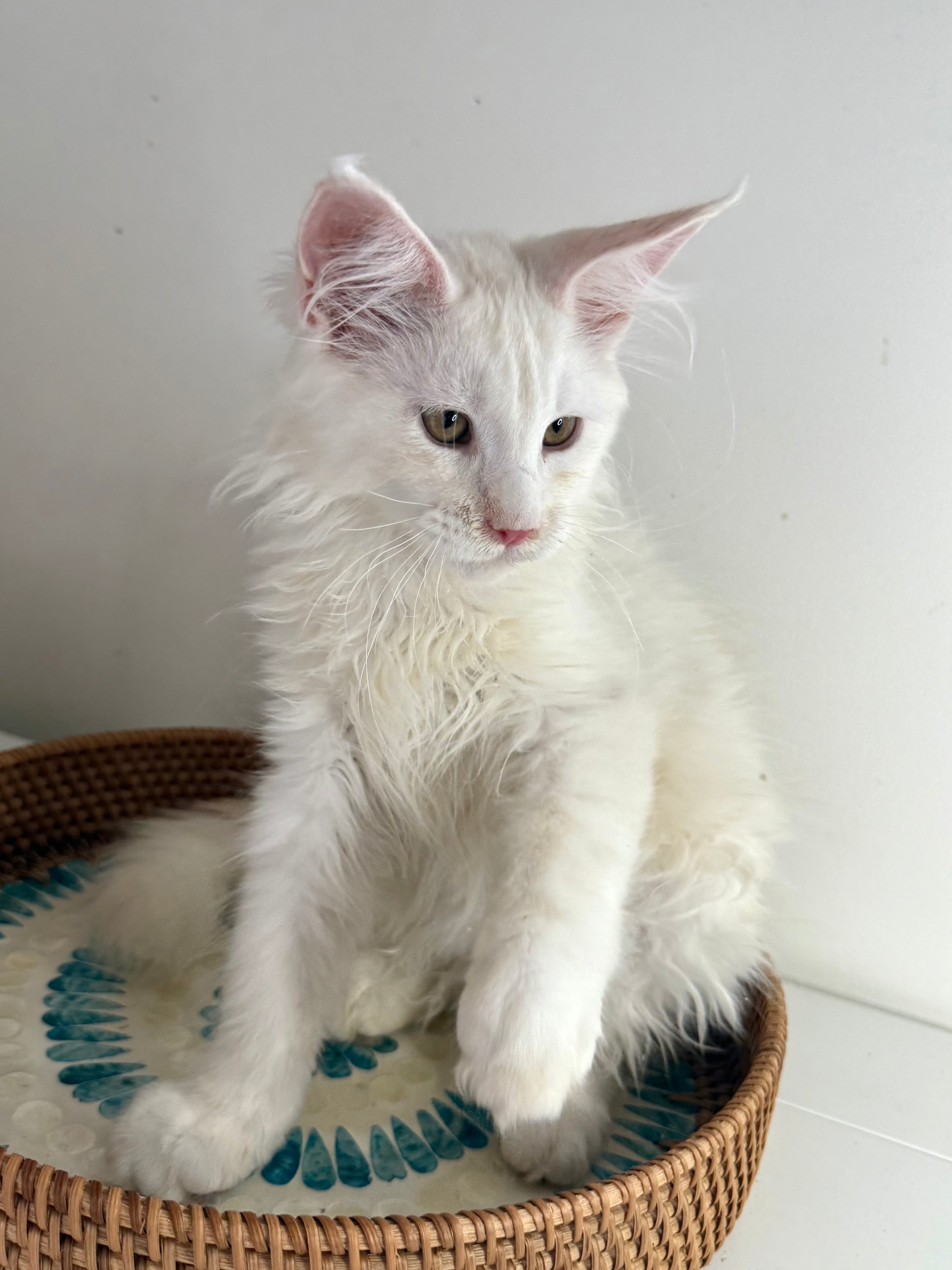 Red Shaded Maine Coon male / Located in Ottawa area