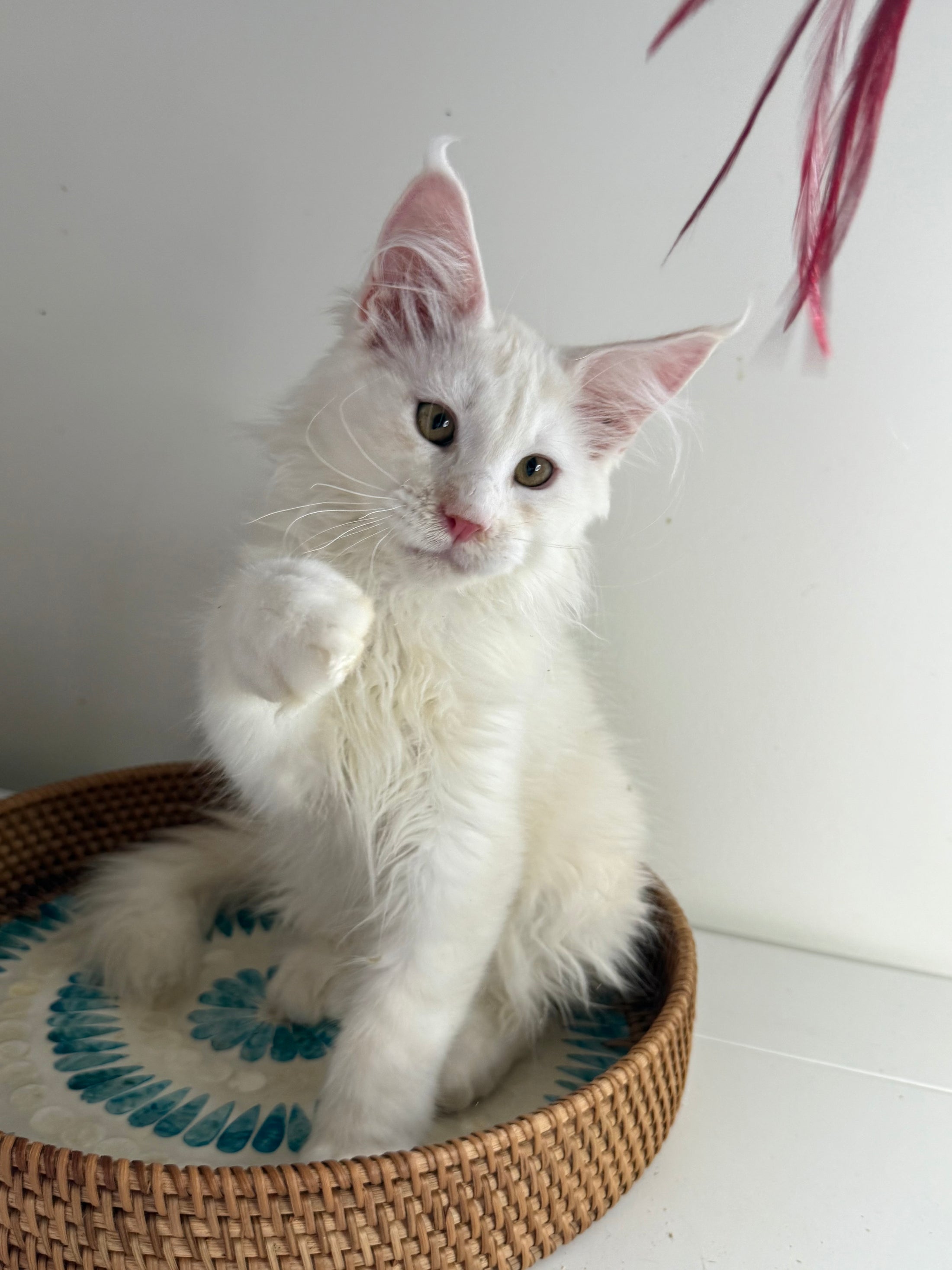 Red Shaded Maine Coon male / Located in Ottawa area