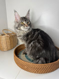 Load image into Gallery viewer, Black Silver Maine Coon female/ Located in Ottawa area