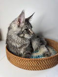 Load image into Gallery viewer, Black Silver Maine Coon female/ Located in Ottawa area