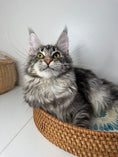 Load image into Gallery viewer, Black Silver Maine Coon female/ Located in Ottawa area