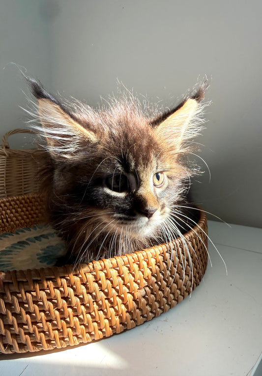 Black Marble Maine Coon male / Located in Ottawa area