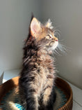 Load image into Gallery viewer, Black Marble Maine Coon male / Located in Ottawa area