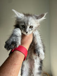 Load image into Gallery viewer, Pale Silver Maine Coon Polydactyl female / Located in Ottawa area