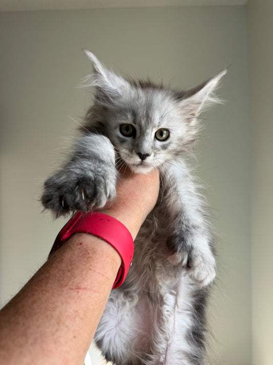 Pale Silver Maine Coon Polydactyl female / Located in Ottawa area