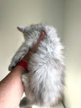 Load image into Gallery viewer, Black Silver Shaded Maine Coon male / Located in Ottawa area