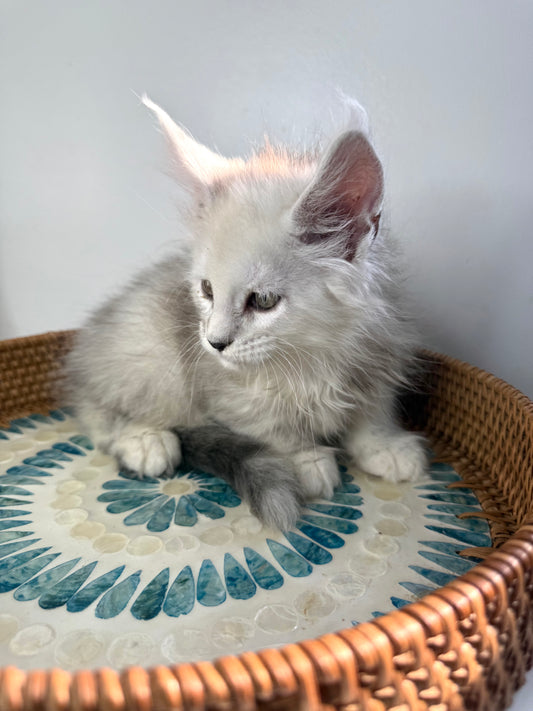Black Silver Shaded Maine Coon male / Located in Ottawa area