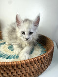 Load image into Gallery viewer, Black Silver Shaded Maine Coon male / Located in Ottawa area