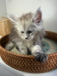 Load image into Gallery viewer, Pale Silver Maine Coon female / Located in Ottawa area
