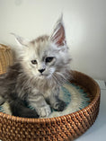 Load image into Gallery viewer, Pale Silver Maine Coon female / Located in Ottawa area