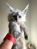 Load image into Gallery viewer, Black Silver Shaded Maine Coon female 2 / Located in Ottawa area