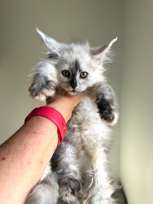 Black Silver Shaded Maine Coon female 2 / Located in Ottawa area