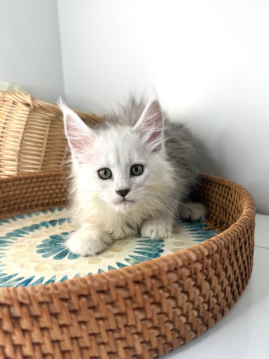 Black Silver Shaded Maine Coon female 1 / Located in Ottawa area