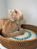 Load image into Gallery viewer, Red Maine Coon male / Located in Ottawa area