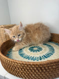Load image into Gallery viewer, Red Maine Coon male / Located in Ottawa area