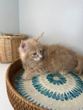 Load image into Gallery viewer, Red Maine Coon male / Located in Ottawa area
