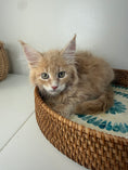 Load image into Gallery viewer, Red Maine Coon male / Located in Ottawa area