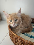 Load image into Gallery viewer, Red Maine Coon male / Located in Ottawa area