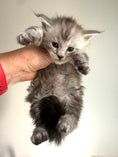 Load image into Gallery viewer, Black Silver Maine Coon male 2 / Located in Ottawa area