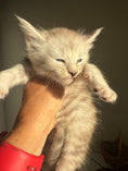 Load image into Gallery viewer, Pale Silver Maine Coon male/ Located in Ottawa area