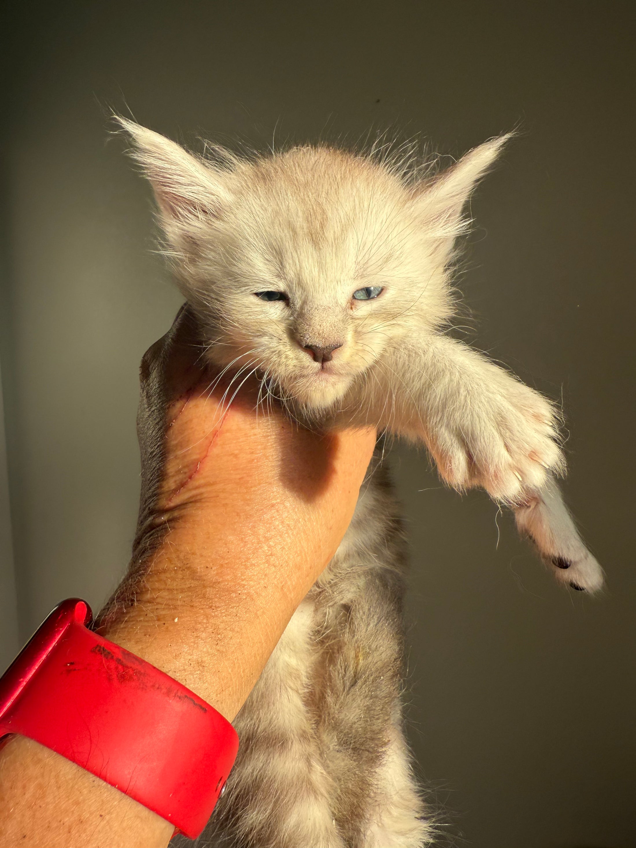 Pale Silver Maine Coon male/ Located in Ottawa area
