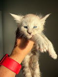 Load image into Gallery viewer, Pale Silver Maine Coon male/ Located in Ottawa area