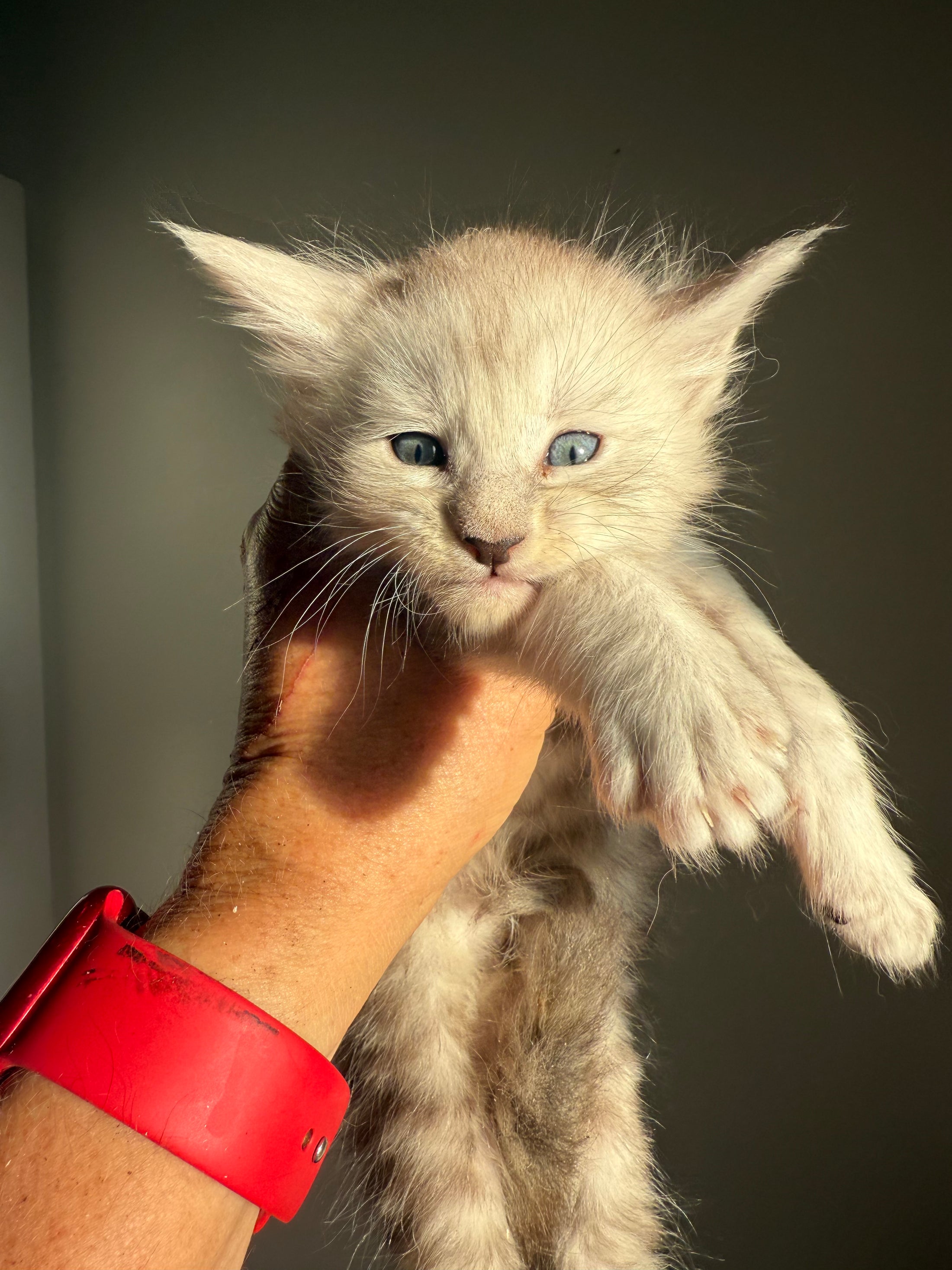 Pale Silver Maine Coon male/ Located in Ottawa area