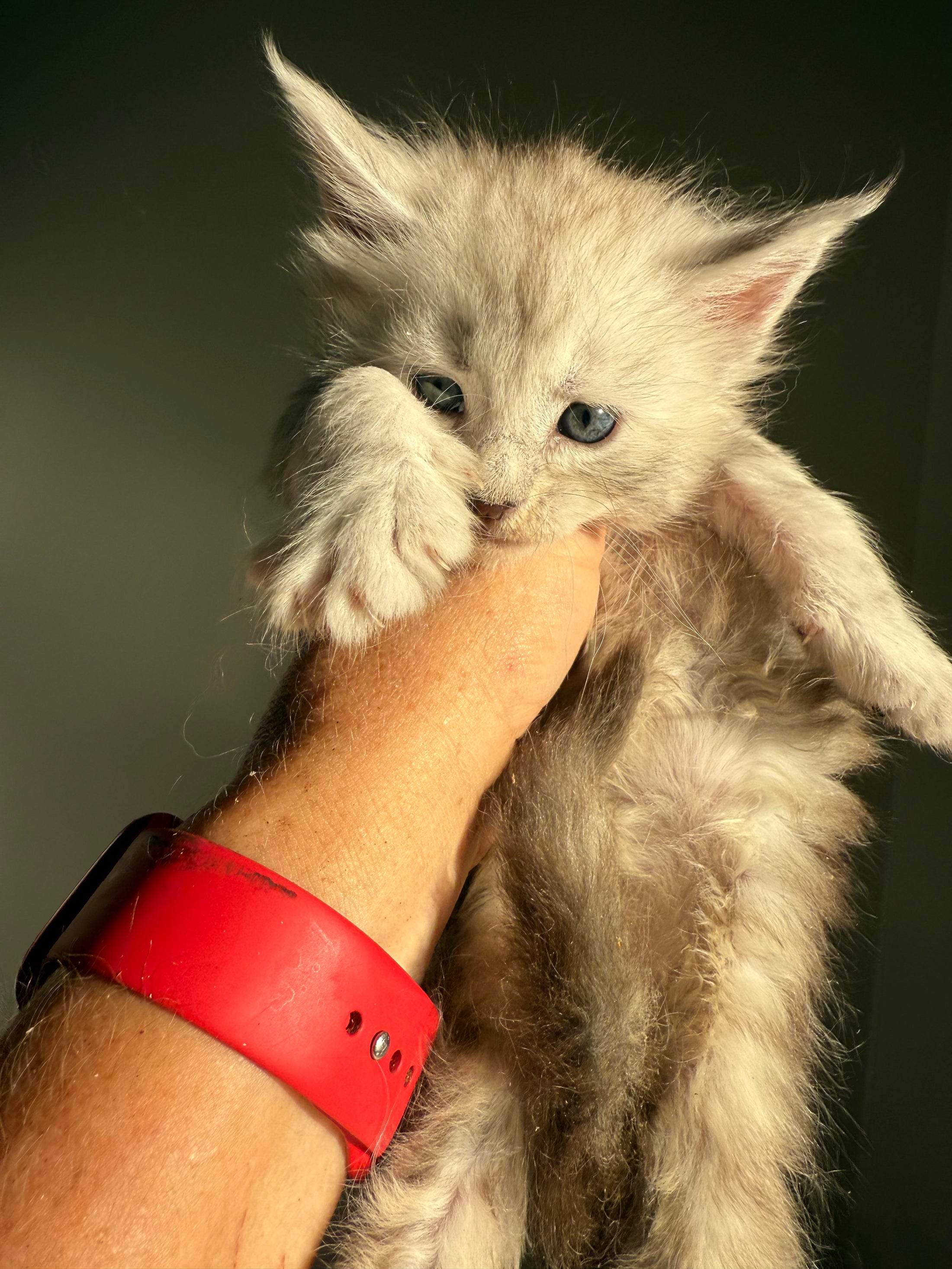 Pale Silver Maine Coon female/ Located in Ottawa area