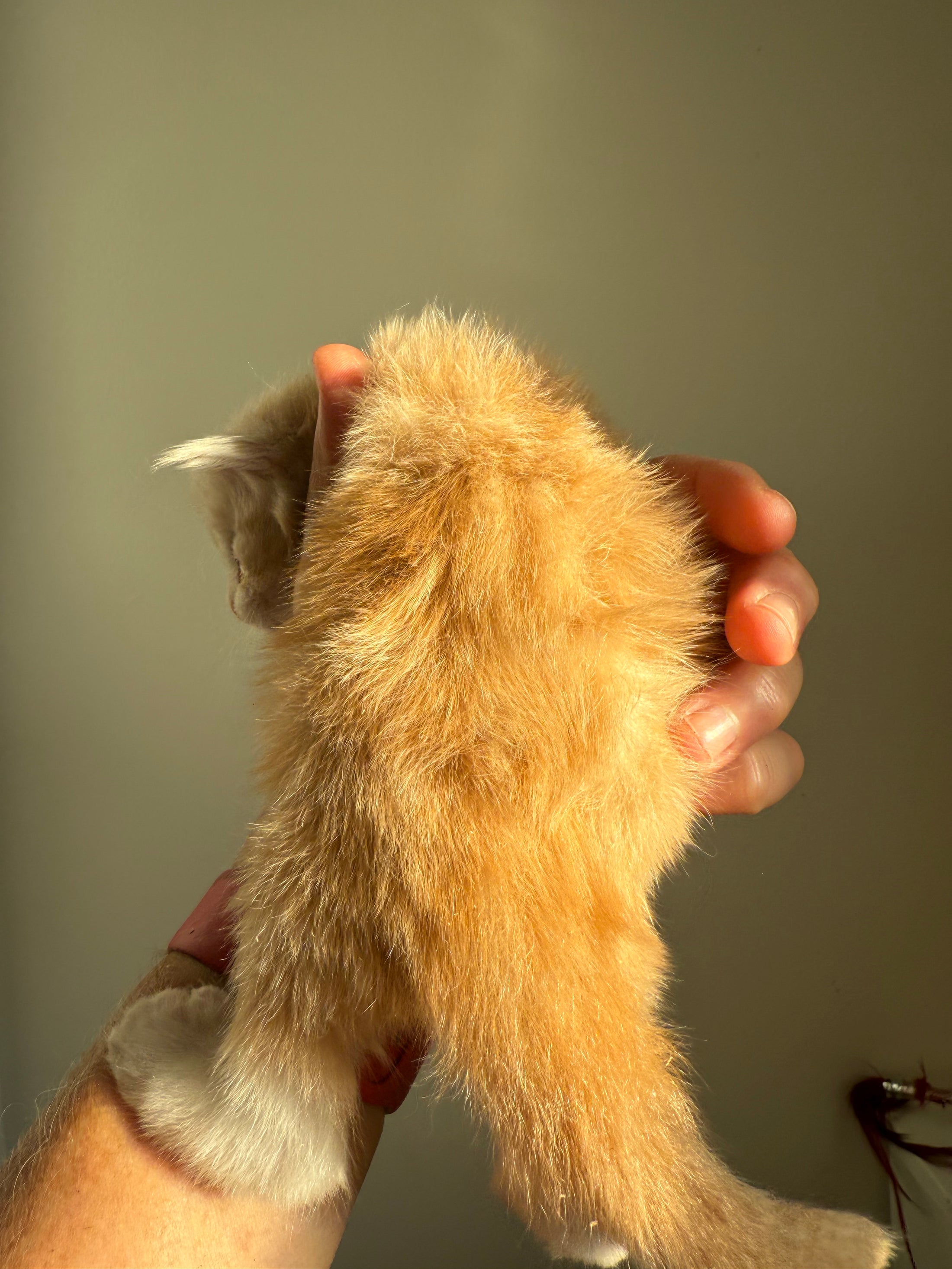 Red Silver Maine Coon Polydactyl male 2 - located in Ottawa area